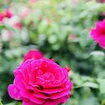 international rose test garden tickets1