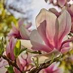 magnolia × soulangeana3