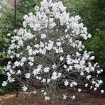 magnolia plagas y enfermedades2