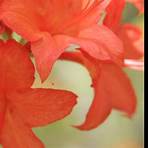 fred hamilton rhododendron garden2