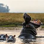 hippopotamus amphibius life history1