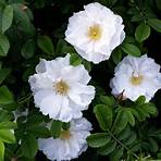 types of white roses4