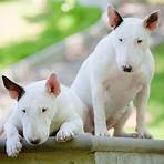 bull terrier1