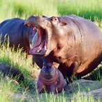 how long is hippo baby3