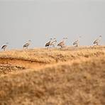 sandhill crane migration1