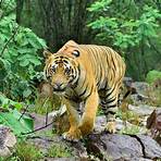 What is the scientific name for a Bengal tiger?4