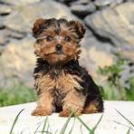 yorkshire terrier for sale2