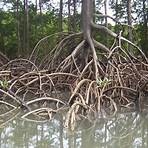 raízes tuberosas são:5