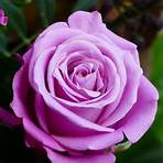 purple rose images free download2