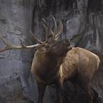 how big is a elk4