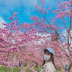 阿里山櫻花季2