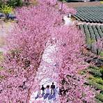 阿里山櫻花季1