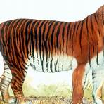 Der Tiger5