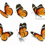free images of butterflies1
