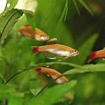 rosy red minnows4