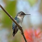 hummingbirds facts1
