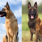 what is the difference between flemish and belgian malinois1