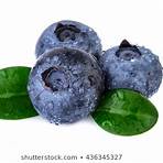 blueberries white background4