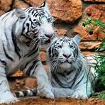 White Tiger4