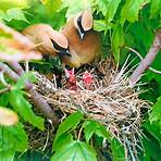 how long do baby birds stay in the nest before flying away3