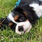 charles king spaniel5