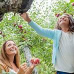 gourmet carmel apple orchard danville indiana hours today1