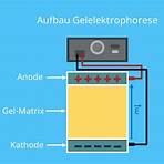 gelelektrophorese dna3