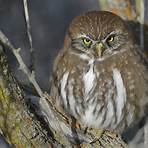 Austral pygmy owl wikipedia5