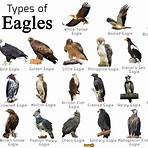 what is an eagle1