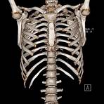 costelas anatomia humana2