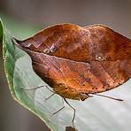 dead leaf butterfly disguise4