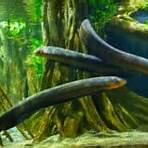 eels fish4