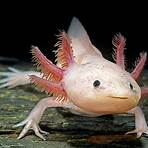 Axolotl Overkill1