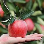gourmet carmel apple orchard restaurant in columbus ohio website1