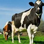 peso de una vaca holstein2