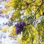 jacaranda mimosifolia common name and plant information service2