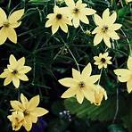 does coreopsis need deadheading flowers video1