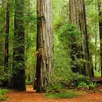 Redwood1