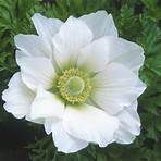 Anemone5