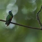 hummingbirds of mexico3