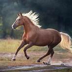 What is a palomino horse?1