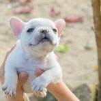 miniature french bulldog wikipedia1