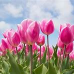 tulipanes3