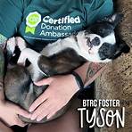 boston terrier rescue quebec region5