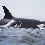 orca wale1