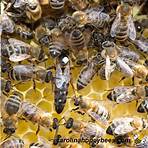 queen bees elenco2