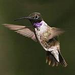 hummingbirds of puerto vallarta4
