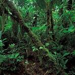 Tropical rainforest climate wikipedia3