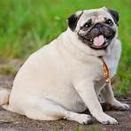 best weight management dog food for small breed3