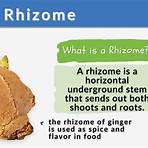 Rhizom1